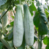 Jinyun Crisp-Sweet Melon Seeds - Horn-Shaped Fruit, Tender Juicy Flesh, Broad Adaptability, Disease Resistant