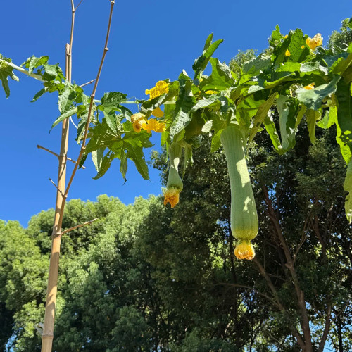 Qingmei Luffa Seeds - High-Yield F1 Hybrid, Short Cylindrical Fruit, Commercial Quality