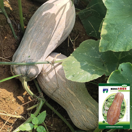 Large-Fruited Miben Pumpkin Seeds | High-Yield, Disease Resistant, Sweet & Nutty Flavor