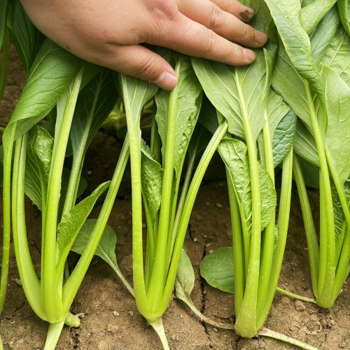 Jiamei Komatsuna Seeds - Produces crisp, fiber-free greens, perfect for fresh salads and cooking