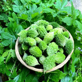 'Hei Wawa' Small Spiny Black Bitter Melon Seeds - Ornamental Edible Bitter Gourd Variety