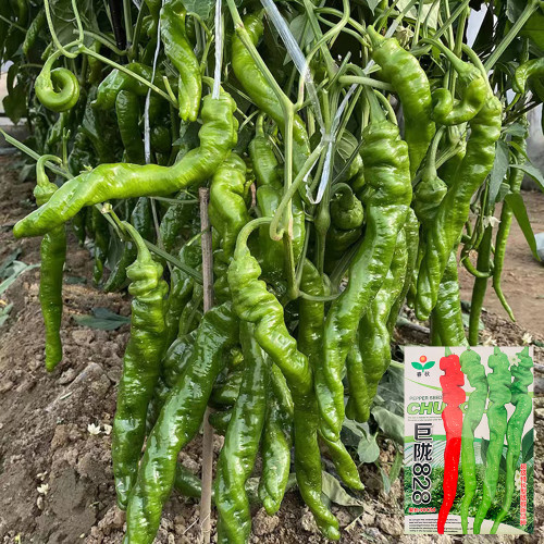 Julong 828 Long Pepper Seeds - Early-Maturing, High-Yielding, Unique Flavor, Strong Disease Resistance