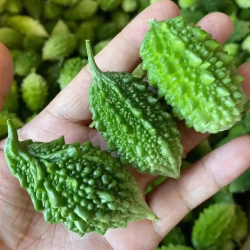 'Hei Wawa' Small Spiny Black Bitter Melon Seeds - Ornamental Edible Bitter Gourd Variety