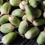 'Liangguan' Apple-shape Green Radish Seeds - Crisp Sweet Flesh, High Yield, Short Season, Disease Resistant