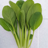 Jiamei Komatsuna Seeds - Produces crisp, fiber-free greens, perfect for fresh salads and cooking