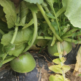 'Liangguan' Apple-shape Green Radish Seeds - Crisp Sweet Flesh, High Yield, Short Season, Disease Resistant