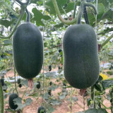 'Xiaoyou' Small Wax Gourd Seeds - F1 Hybrid, Early-Maturing, High-Yield, Continuous Harvest