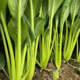 Jiamei Komatsuna Seeds - Produces crisp, fiber-free greens, perfect for fresh salads and cooking