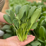 Jiamei Komatsuna Seeds - Produces crisp, fiber-free greens, perfect for fresh salads and cooking