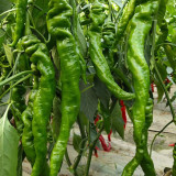 Julong 828 Long Pepper Seeds - Early-Maturing, High-Yielding, Unique Flavor, Strong Disease Resistance