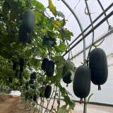'Xiaoyou' Small Wax Gourd Seeds - F1 Hybrid, Early-Maturing, High-Yield, Continuous Harvest