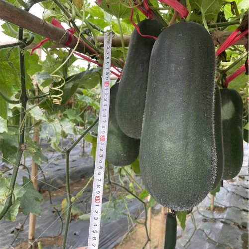 'Xiaoyou' Small Wax Gourd Seeds - F1 Hybrid, Early-Maturing, High-Yield, Continuous Harvest