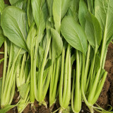 Jiamei Komatsuna Seeds - Produces crisp, fiber-free greens, perfect for fresh salads and cooking