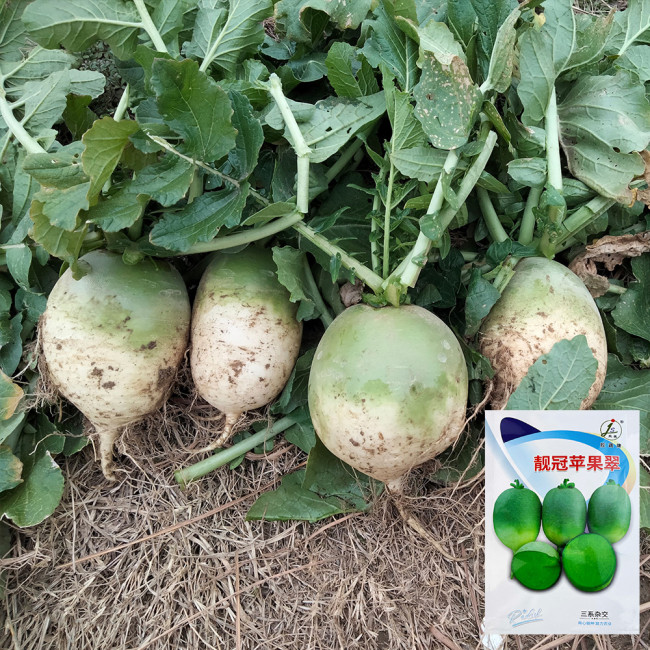 'Liangguan' Apple-shape Green Radish Seeds - Crisp Sweet Flesh, High Yield, Short Season, Disease Resistant