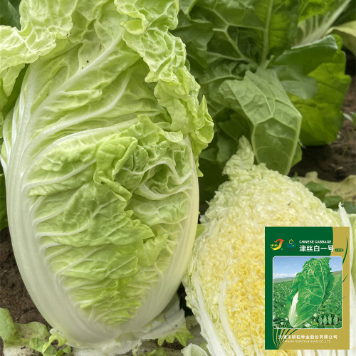 Jinsi White No. 1 Pak Choi Seeds - Rapid Growth, Harvest in 28 Days, Crunchy Sweet Flavor
