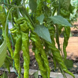 Julong 828 Long Pepper Seeds - Early-Maturing, High-Yielding, Unique Flavor, Strong Disease Resistance