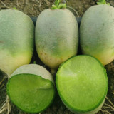 'Liangguan' Apple-shape Green Radish Seeds - Crisp Sweet Flesh, High Yield, Short Season, Disease Resistant