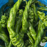 Julong 828 Long Pepper Seeds - Early-Maturing, High-Yielding, Unique Flavor, Strong Disease Resistance