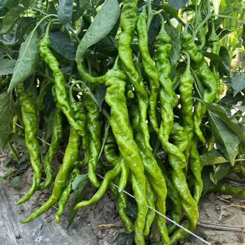 Julong 828 Long Pepper Seeds - Early-Maturing, High-Yielding, Unique Flavor, Strong Disease Resistance