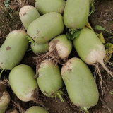 'Liangguan' Apple-shape Green Radish Seeds - Crisp Sweet Flesh, High Yield, Short Season, Disease Resistant