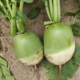 'Liangguan' Apple-shape Green Radish Seeds - Crisp Sweet Flesh, High Yield, Short Season, Disease Resistant