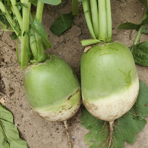 'Liangguan' Apple-shape Green Radish Seeds - Crisp Sweet Flesh, High Yield, Short Season, Disease Resistant