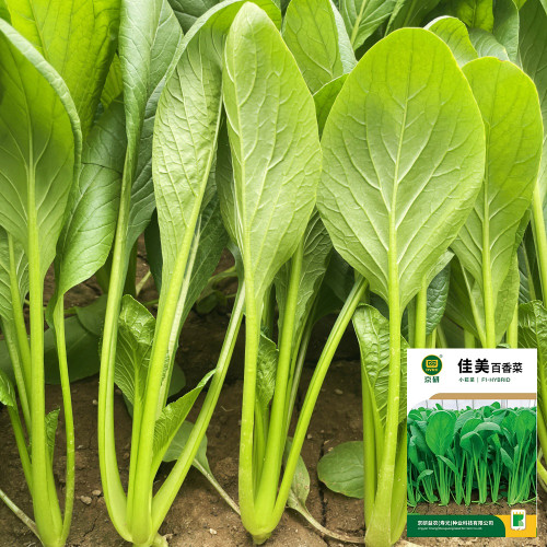Jiamei Komatsuna Seeds - Produces crisp, fiber-free greens, perfect for fresh salads and cooking
