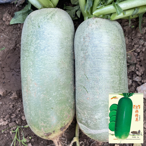 Jingcui Elite Fruit Radish Seeds - Easy to Cultivate, Highly Adaptable Hybrid Variety