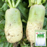 Knife Handle Radish Seeds - 50-Day Early Maturing, High Yield Processing Radish