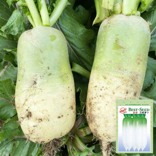 Knife Handle Radish Seeds - 50-Day Early Maturing, High Yield Processing Radish