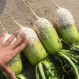 Knife Handle Radish Seeds - 50-Day Early Maturing, High Yield Processing Radish