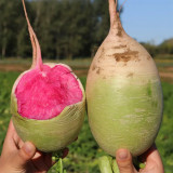 'Xinlimei' Red Heart Radish Seeds - Hybrid, High Yield, Sweet Crisp Flesh, Disease Resistant