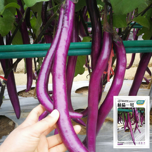 'Hangqie No.1' Eggplant Seeds - Early Maturing, High Yield, Tender Flesh, Compact Plant Type, For Protected Cultivation