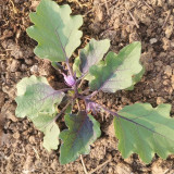 'Heiguiren' Long Eggplant Seeds - Early-Maturing, Purplish-Black Skin & Creamy Flesh, Easy to Cultivate
