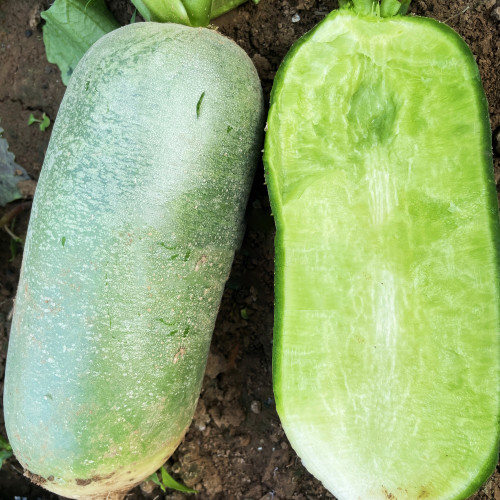Jingcui Elite Fruit Radish Seeds - Easy to Cultivate, Highly Adaptable Hybrid Variety