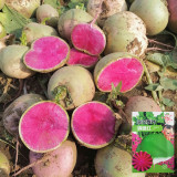 'Xinlimei' Red Heart Radish Seeds - Hybrid, High Yield, Sweet Crisp Flesh, Disease Resistant