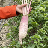 East Sea Fruit Radish Seeds - Sweet, Crisp Flesh for Fresh Eating & High Yield