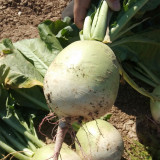 'Xinlimei' Red Heart Radish Seeds - Hybrid, High Yield, Sweet Crisp Flesh, Disease Resistant