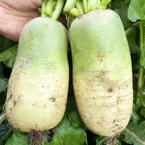 Knife Handle Radish Seeds - 50-Day Early Maturing, High Yield Processing Radish