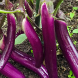 'Hangqie No.1' Eggplant Seeds - Early Maturing, High Yield, Tender Flesh, Compact Plant Type, For Protected Cultivation