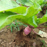East Sea Fruit Radish Seeds - Sweet, Crisp Flesh for Fresh Eating & High Yield