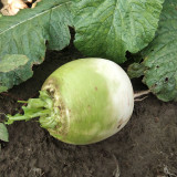 'Xinlimei' Red Heart Radish Seeds - Hybrid, High Yield, Sweet Crisp Flesh, Disease Resistant