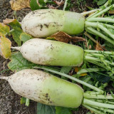 Knife Handle Radish Seeds - 50-Day Early Maturing, High Yield Processing Radish