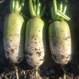 Knife Handle Radish Seeds - 50-Day Early Maturing, High Yield Processing Radish