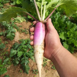 East Sea Fruit Radish Seeds - Sweet, Crisp Flesh for Fresh Eating & High Yield