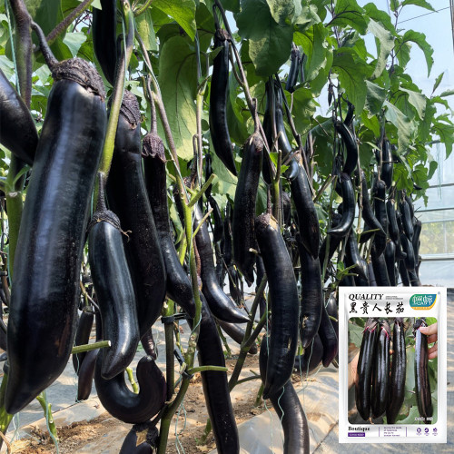 'Heiguiren' Long Eggplant Seeds - Early-Maturing, Purplish-Black Skin & Creamy Flesh, Easy to Cultivate