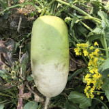 Knife Handle Radish Seeds - 50-Day Early Maturing, High Yield Processing Radish