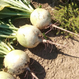 'Xinlimei' Red Heart Radish Seeds - Hybrid, High Yield, Sweet Crisp Flesh, Disease Resistant