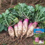 East Sea Fruit Radish Seeds - Sweet, Crisp Flesh for Fresh Eating & High Yield