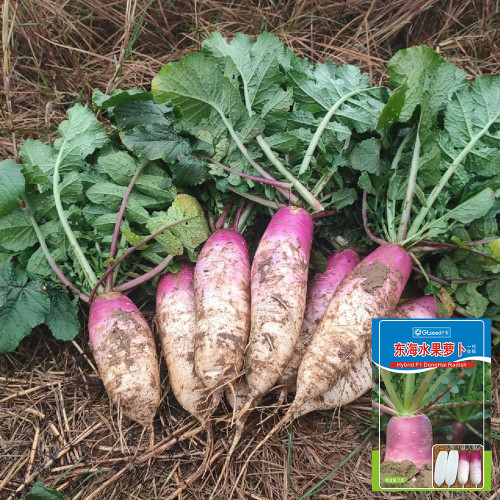 East Sea Fruit Radish Seeds - Sweet, Crisp Flesh for Fresh Eating & High Yield